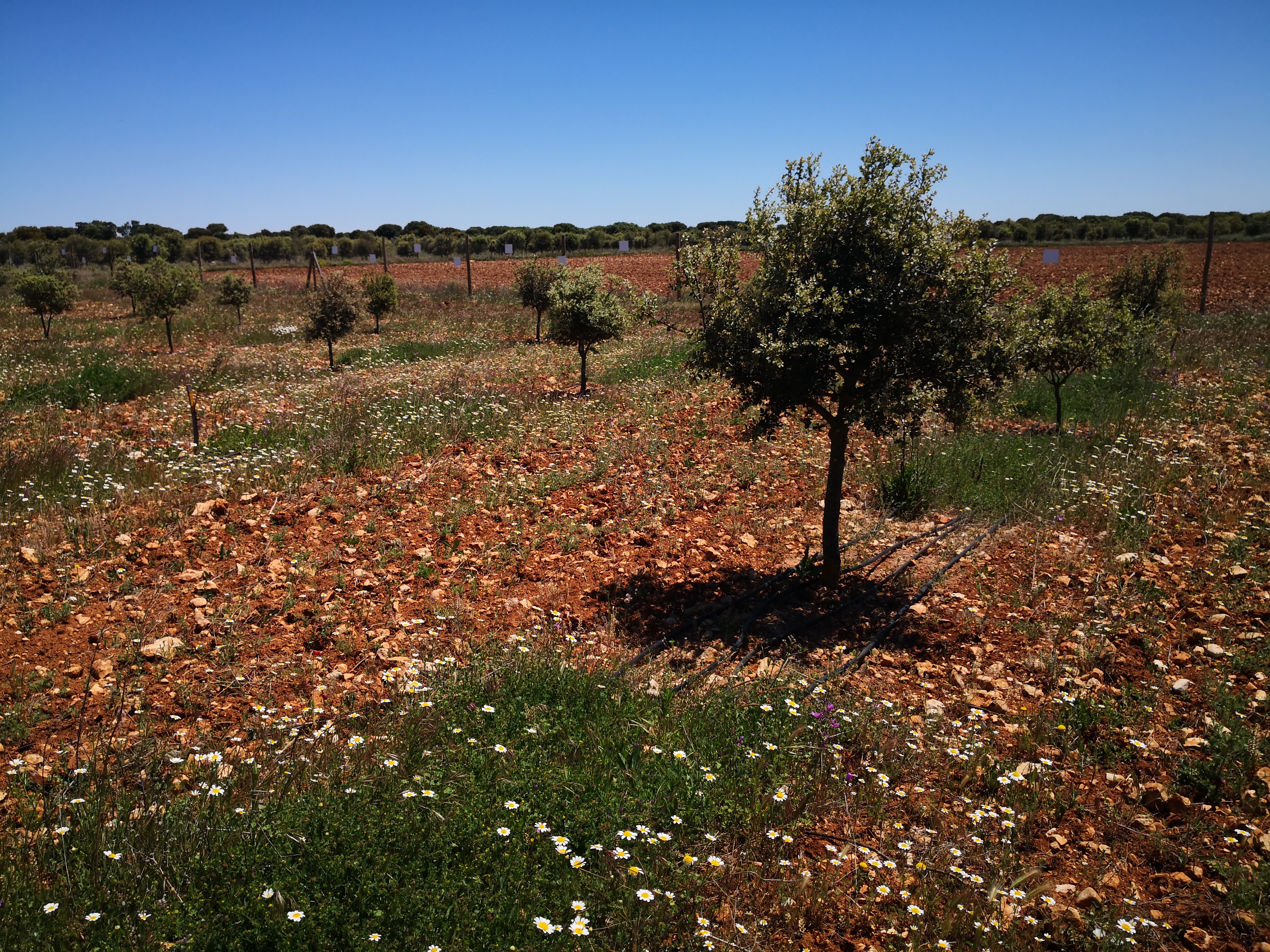Plantación Trufera cortafuegos