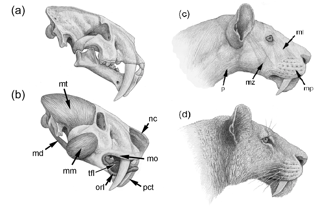 Reconstrucción secuencial de la cabeza de Megantereon: (a) cráneo y mandíbula; (b) músculos profundos y otras estructuras; (c) músculos superficiales; y (d) reconstrucción de la apariencia externa. md, músculo digastricus; ml, músculo levator nasolabialis; mm, músculo masseter; mo, músculo orbicularis oris; mp, almohadilla mistacial; mt, músculo temporalis; mz, músculo zygomaticus; nc, cartílago nasal; orl, borde externo del labio inferior; p, platisma; pct, almohadilla de tejido conectivo; tfl, pequeña expansión en forma de lengua del labio inferior (Ilustraciones: Mauricio Antón).