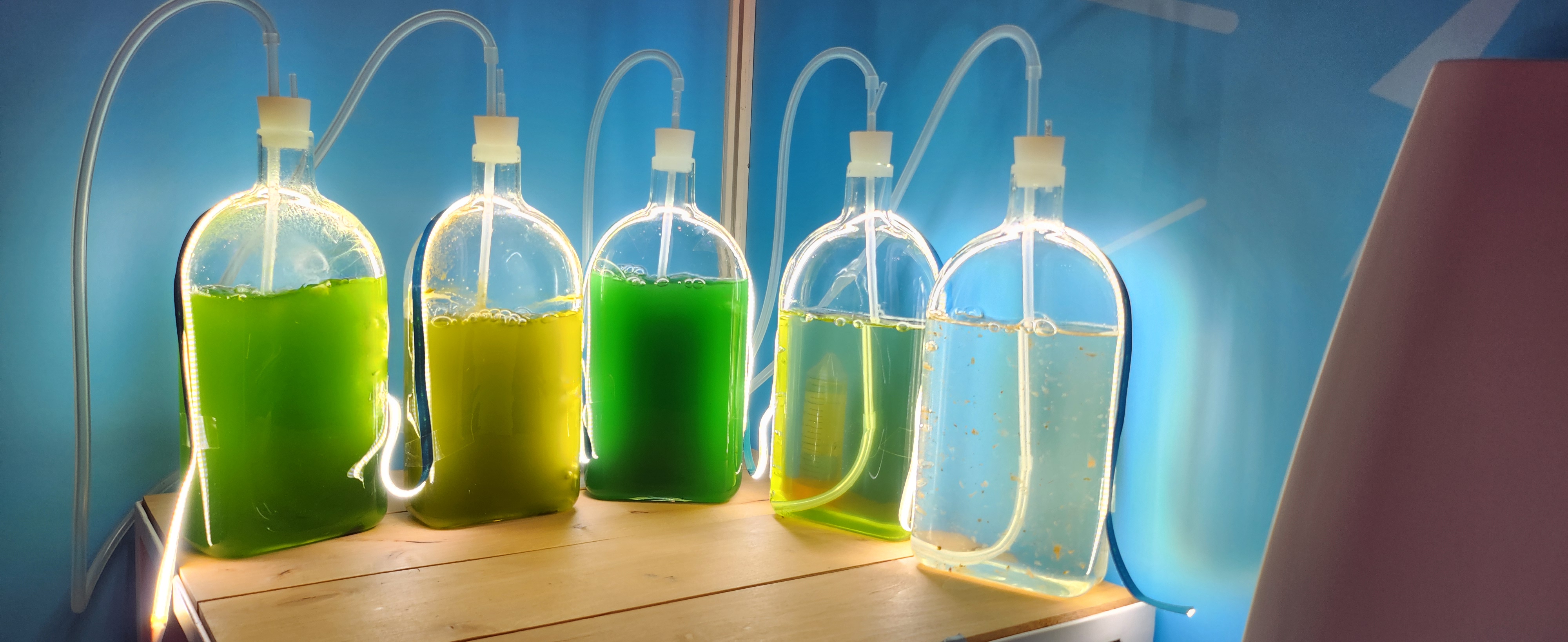Fluorescencia de clorofilia