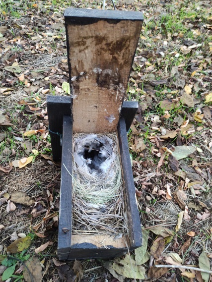 Detalle de caja nido ocupada por gorrión molinero