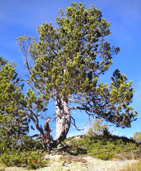 arboles y panemia