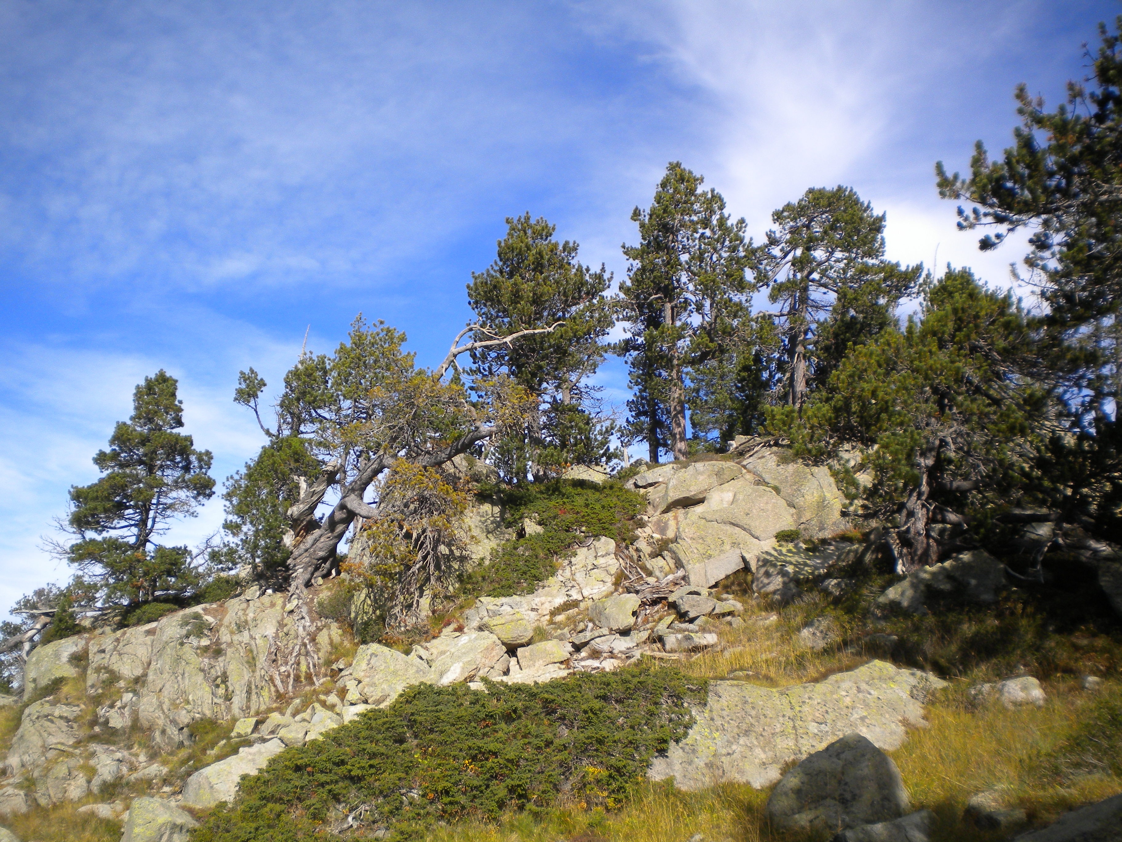 arboles y panemia