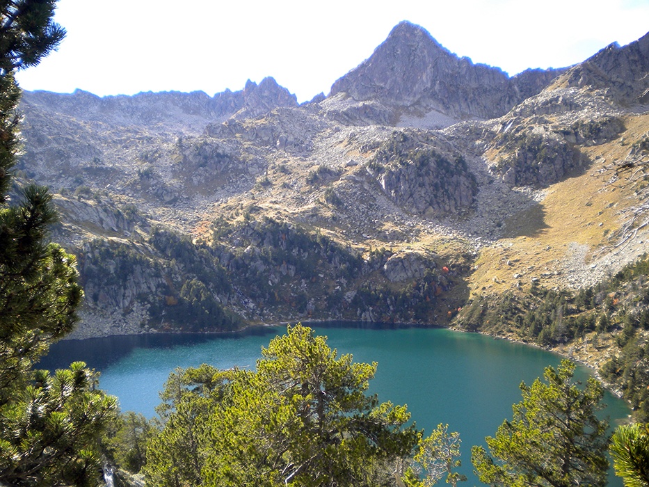 arboles y panemia