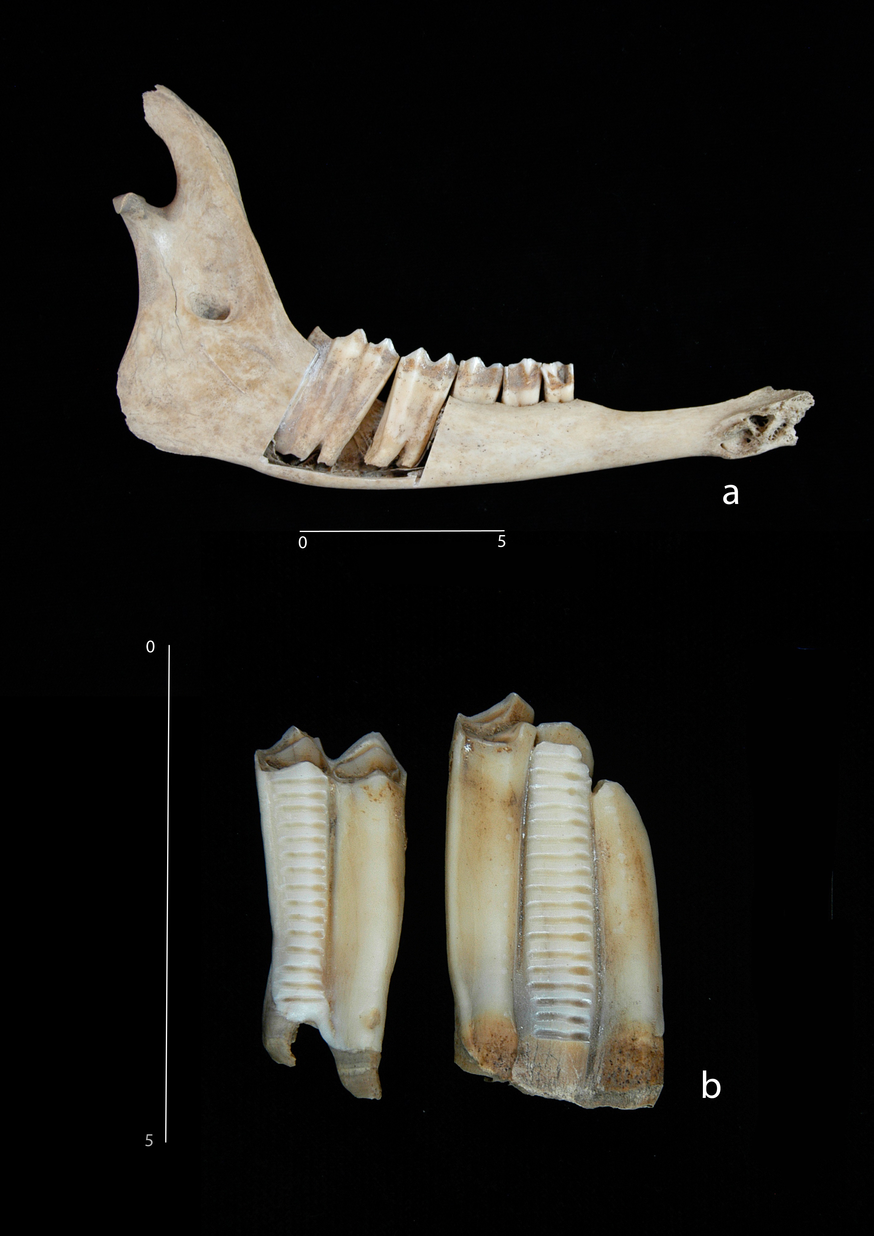 Mandíbula de oveja de Els Trocs y corte del segundo molar para análisis de los isótopos de carbono y oxígeno presentes en la bioapatita del esmalte.