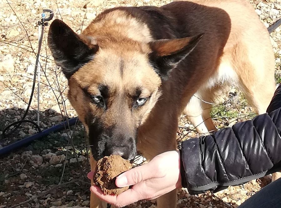 perro trufero