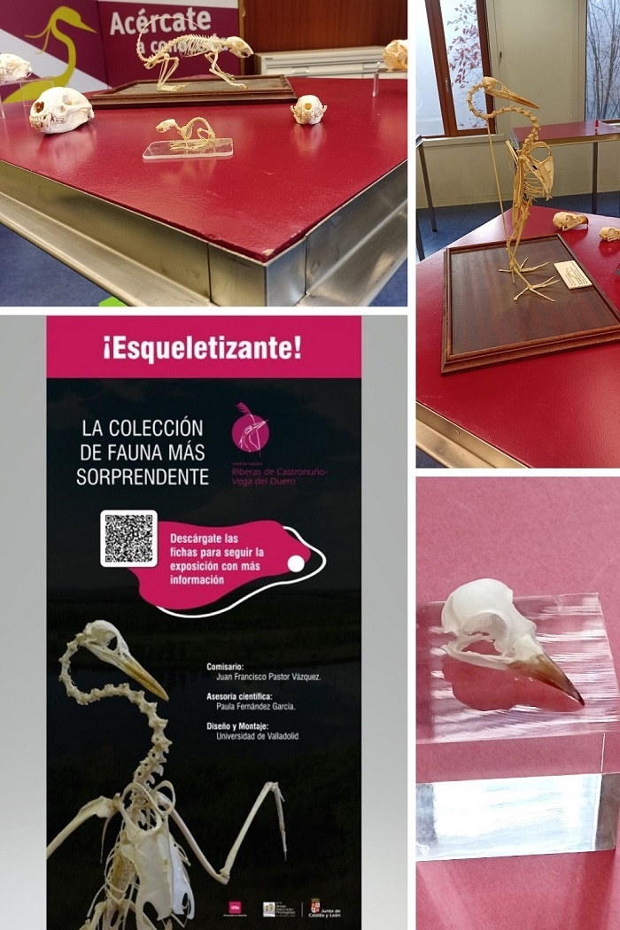 Algunas de las piezas que se pueden ver en la exposición de la Casa del Parque de Castronuño