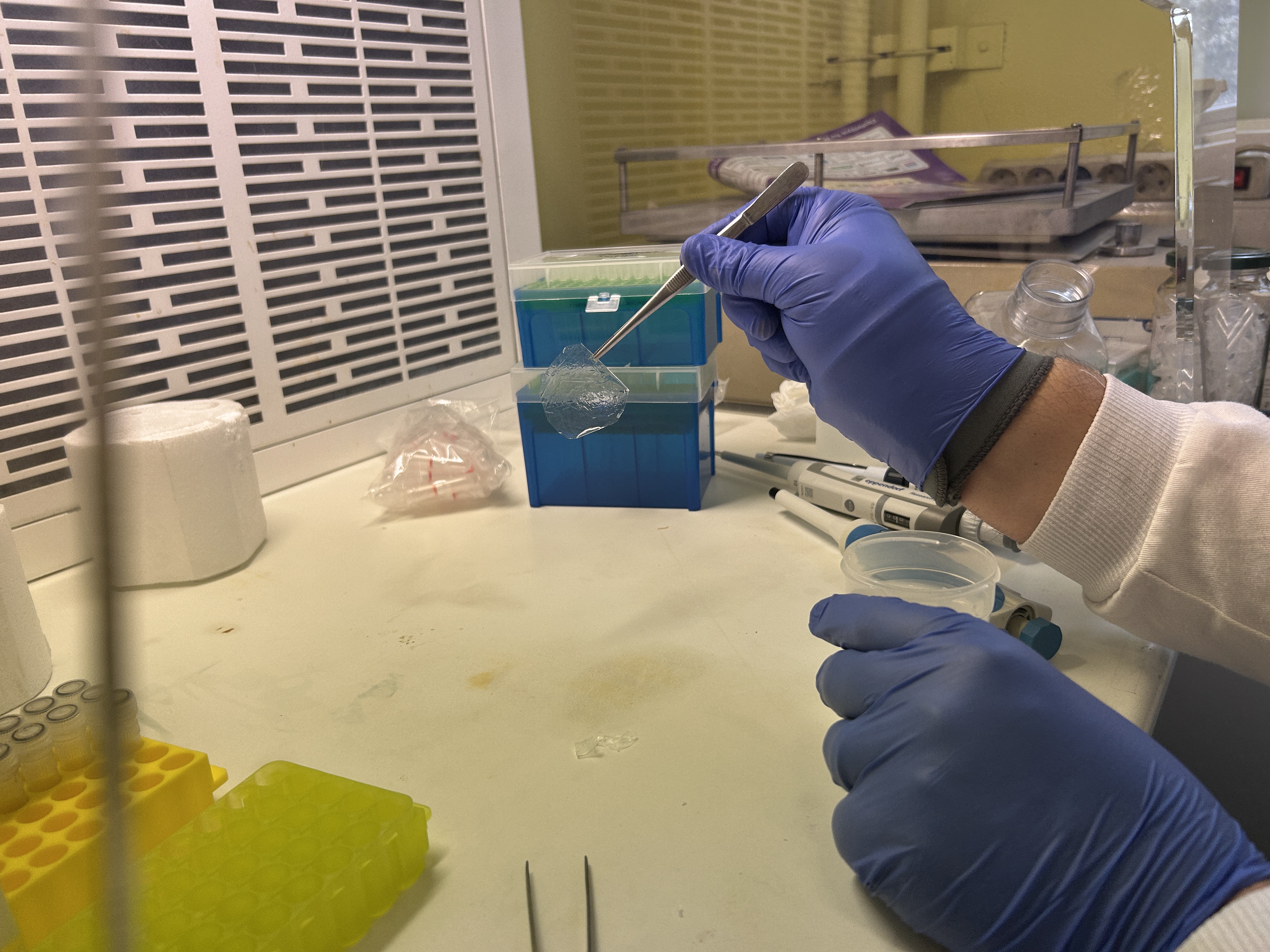 Membrana transparente obtenida a partir de la fibroína