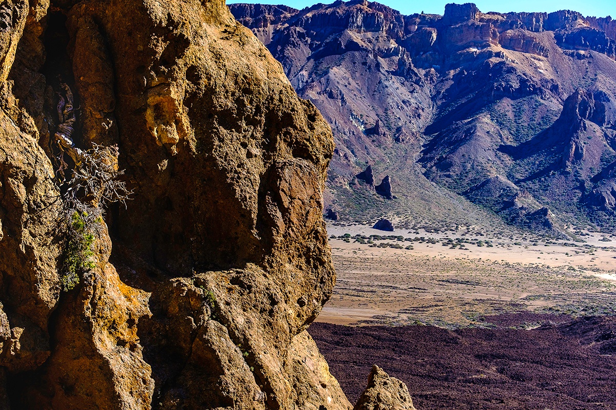 investigación cedro canario