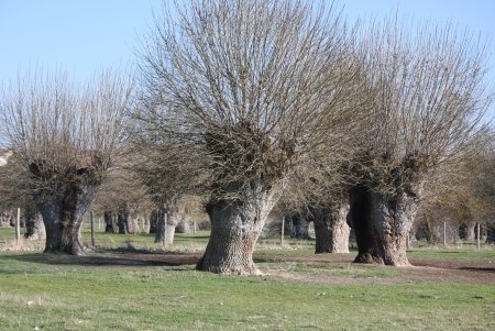 Fresno trasmochado