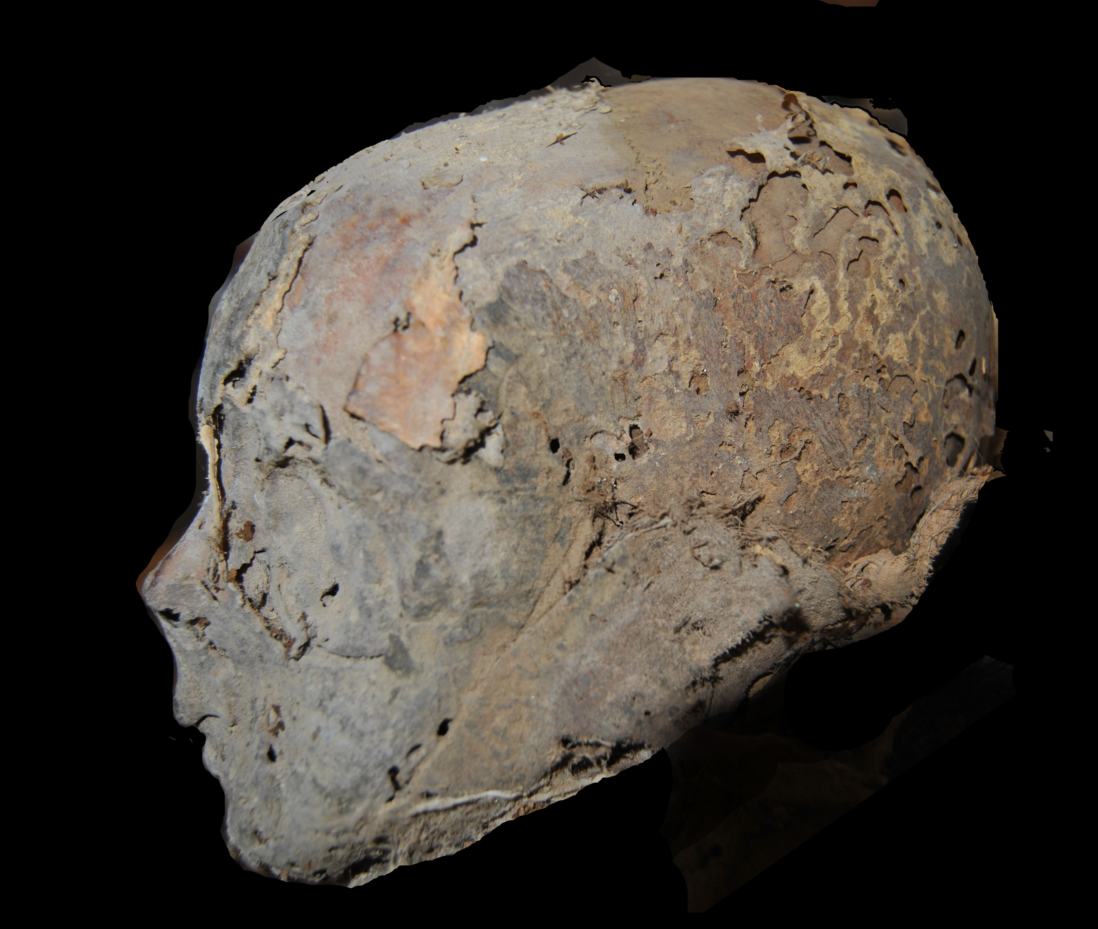 Perfil del cráneo de la infanta