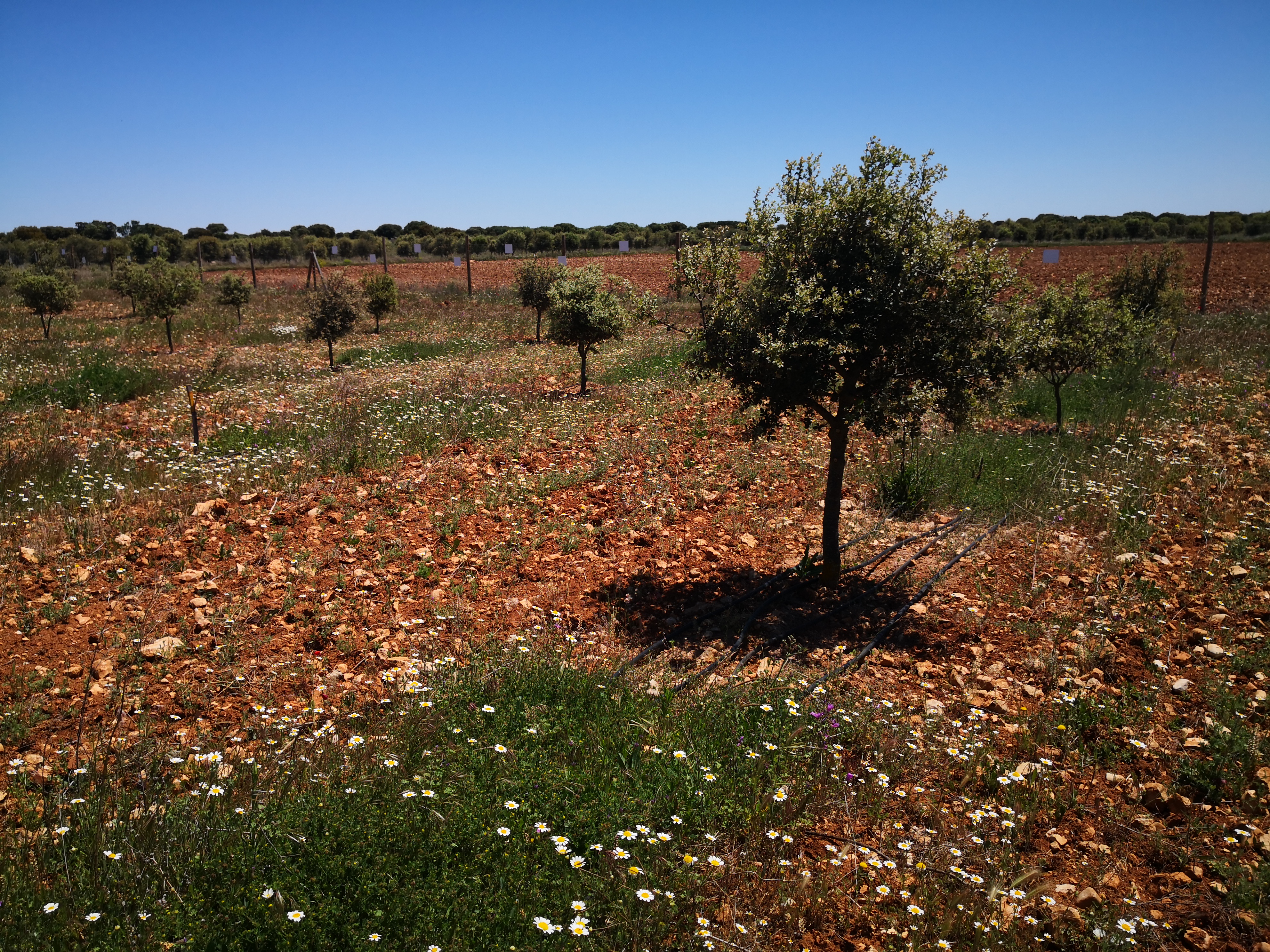 Plantación Trufera cortafuegos