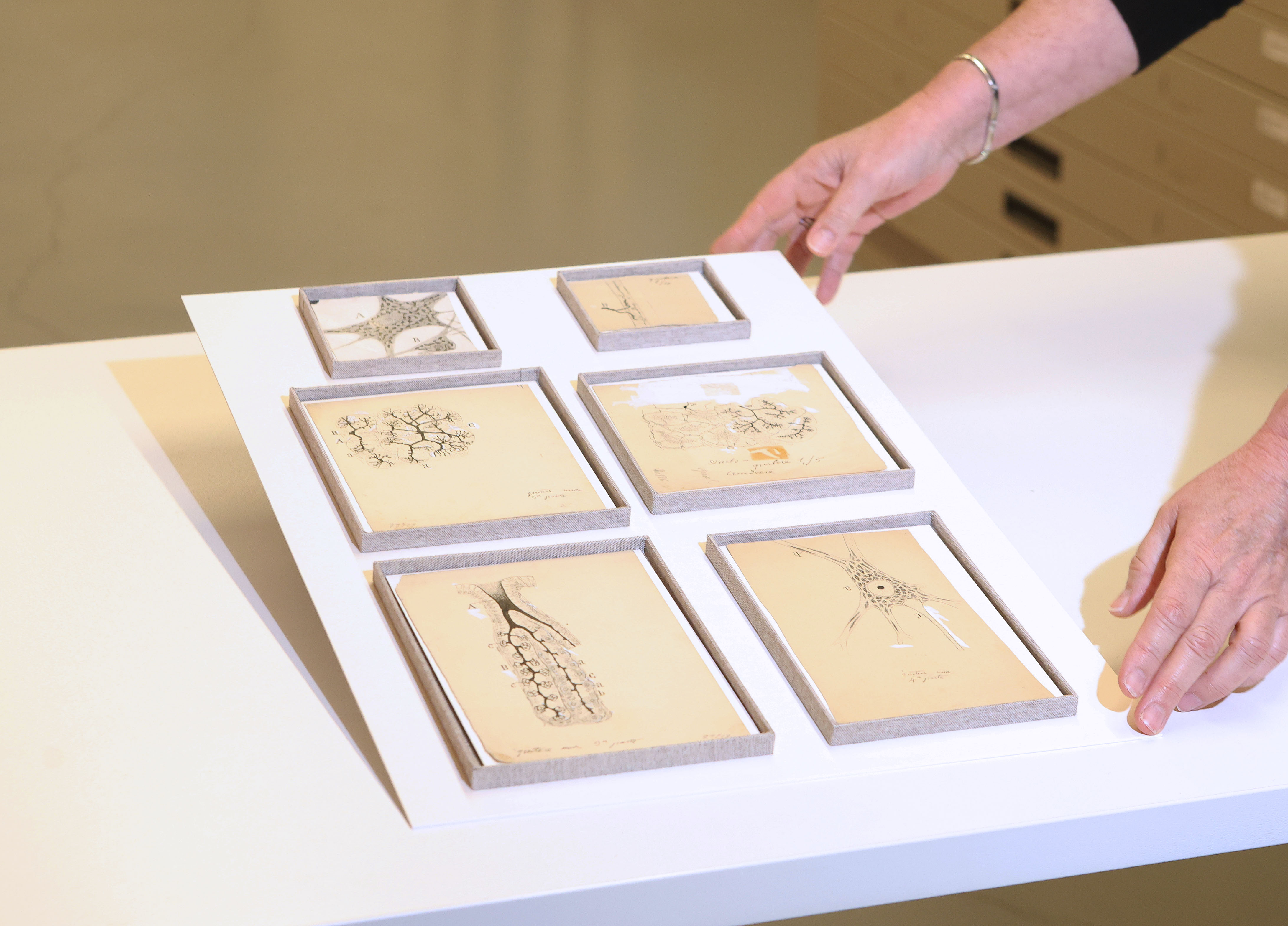 La UVa presenta seis dibujos originales de Ramón y Cajal conservados en el Museo Anatómico y custodiados ahora en el Archivo de la Universidad