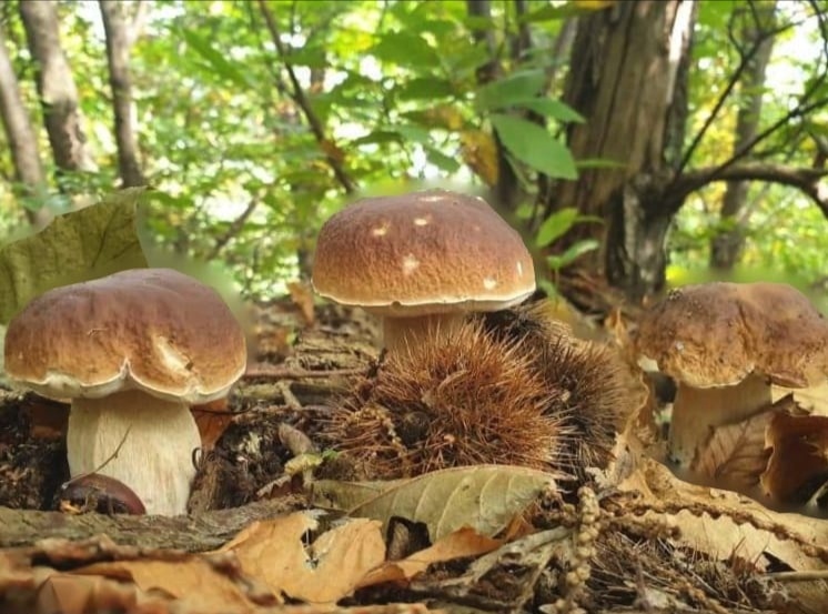 Boletus edulis, seta de gran valor socioeconónico pero muy buscada y consumida por los ciervos en la Sierra de la Culebra