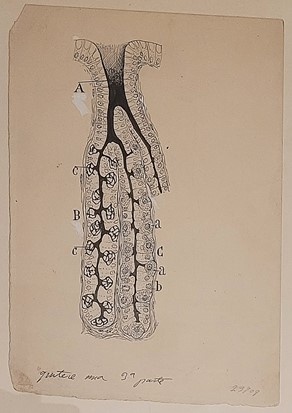 Glándula gástrica de gato