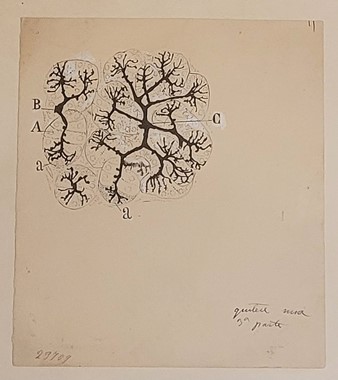 Glándula submaxilar de gato