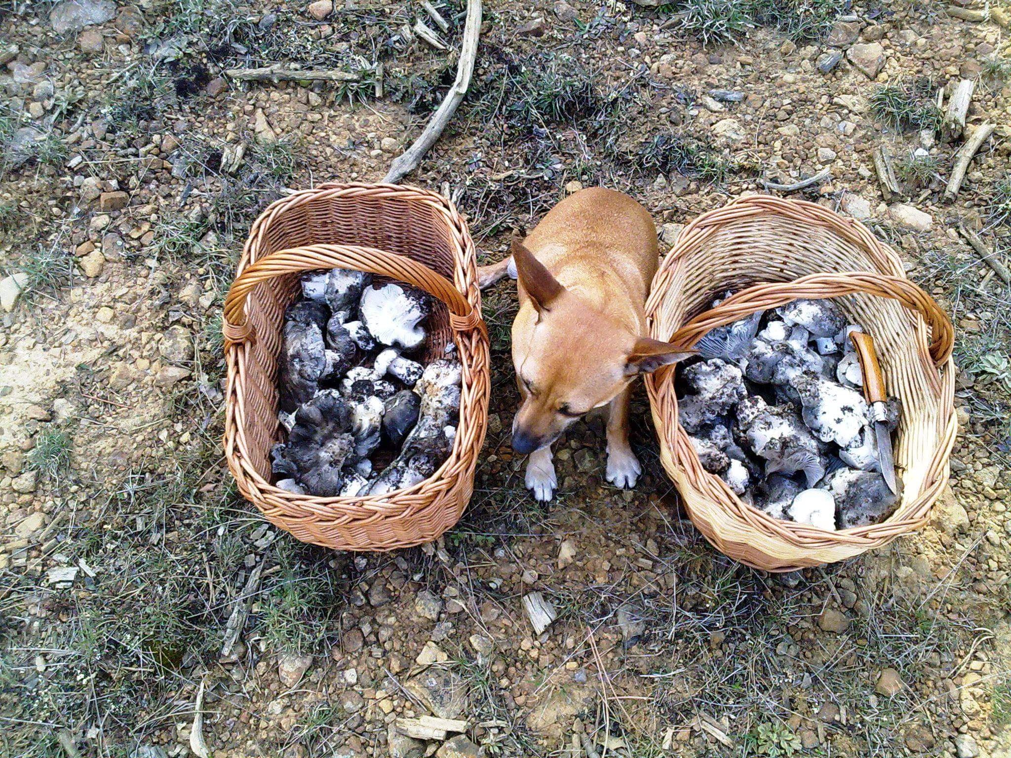 Cosecha de marzuelos, setas muy consumidas por los cérvidos