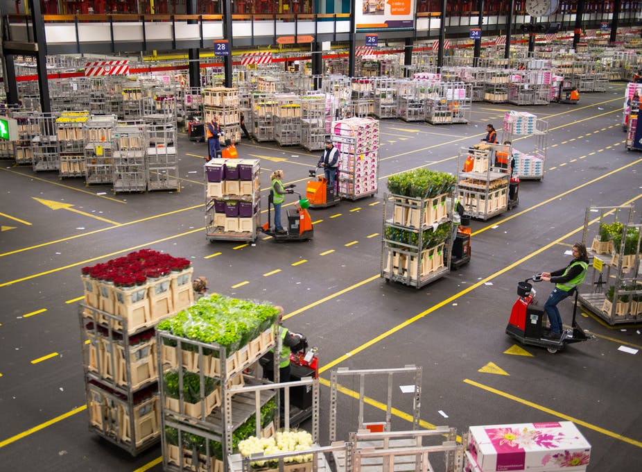 La Unión Europea importa plantas por un valor de unos 300 millones de euros anuales. Shutterstock