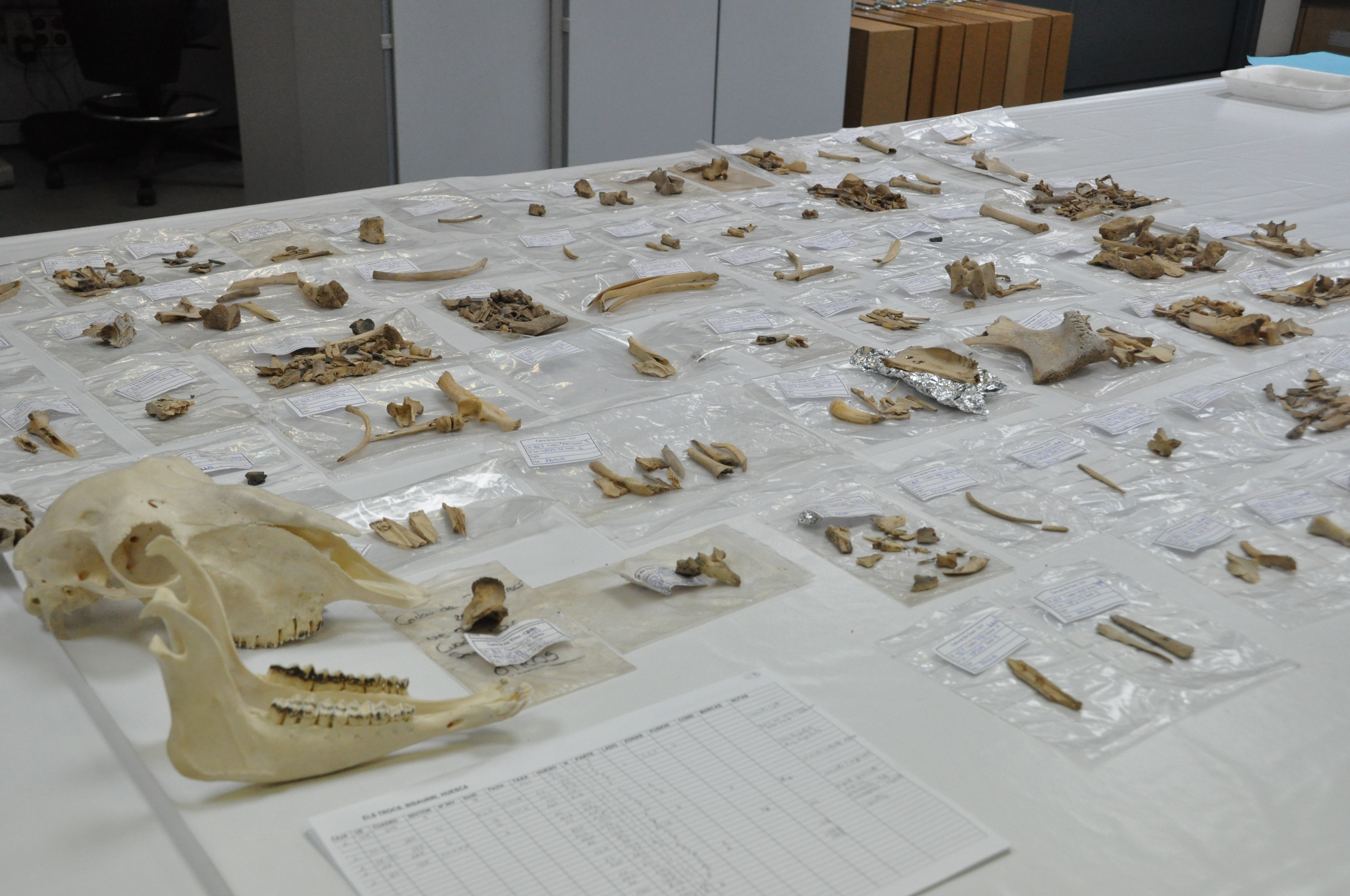 Laboratorio de Arqueobiología del Instituto de Historia el CSIC (Madrid) donde se analizan las muestras de ovinos del presente estudio.